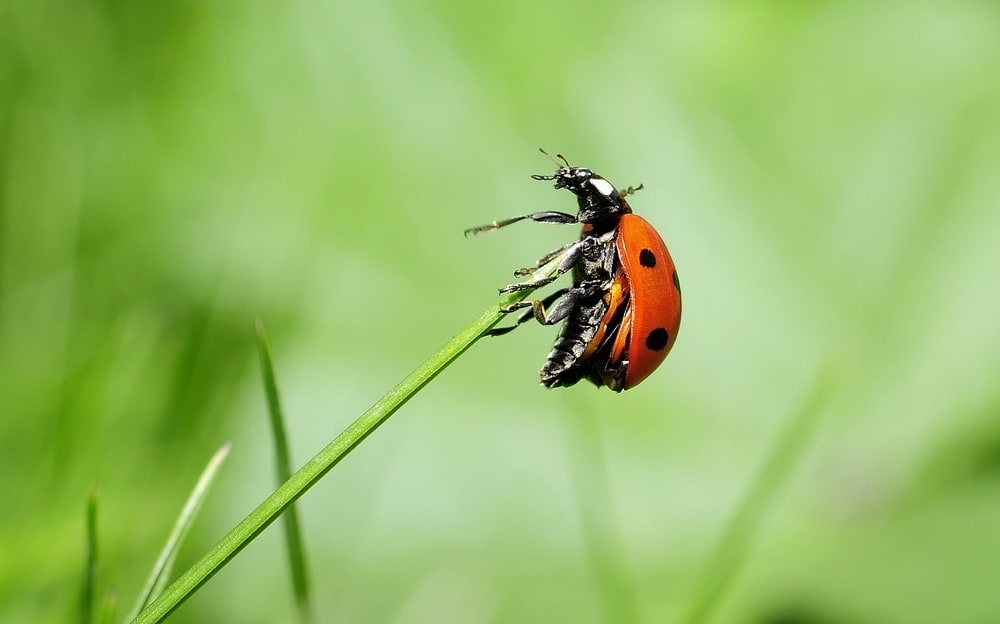 Les secrets d’un élevage réussi de coccinelles à l’école