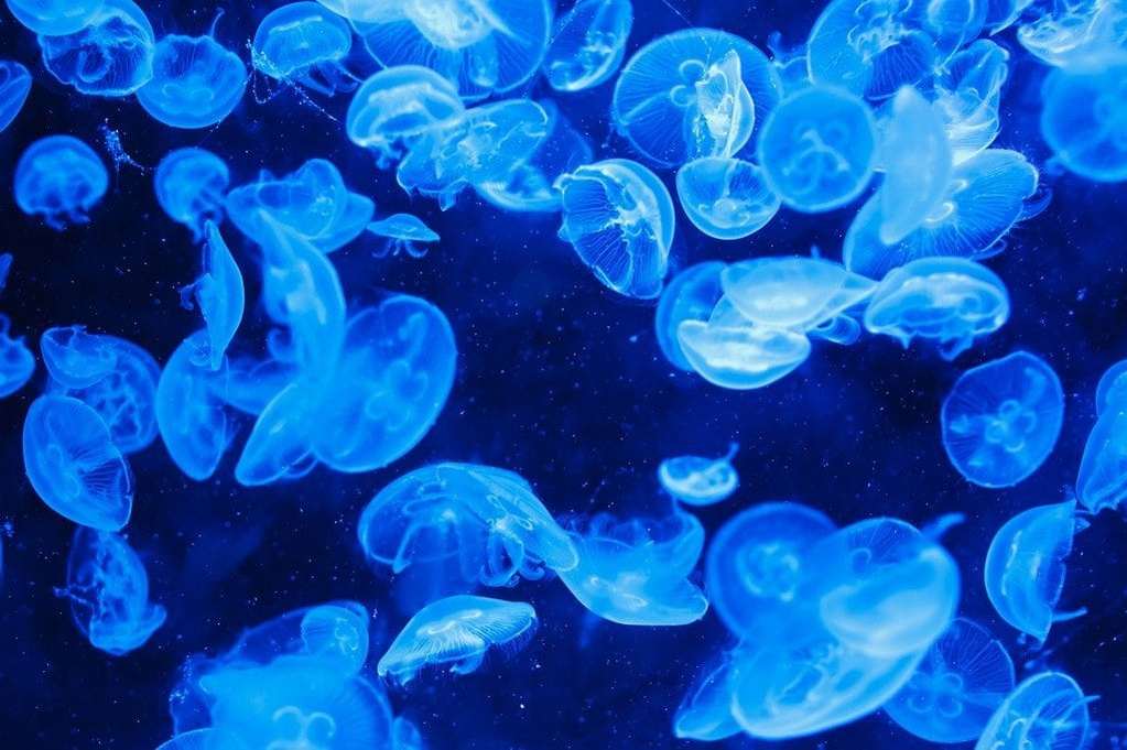 Les bienfaits pédagogiques d'un aquarium en classe